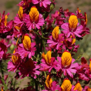 Schizanthus grahami